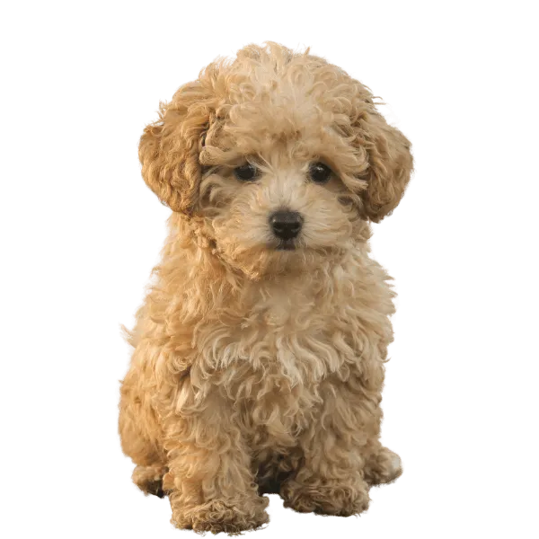 Img-RazasPapa-Dinastia-del-Cachorro-Maltipoo