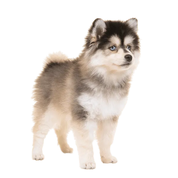 Img-RazasPapa-Dinastia-del-Cachorro-Pomsky-RazaMediana