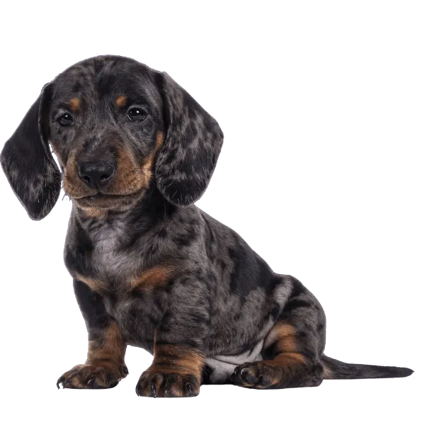 Img-RazasPapa-Dinastia-del-Cachorro-Teckel-RazaMediana