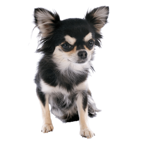 Img-RazasPapa-Dinastia-del-cachorro-Chihuahua