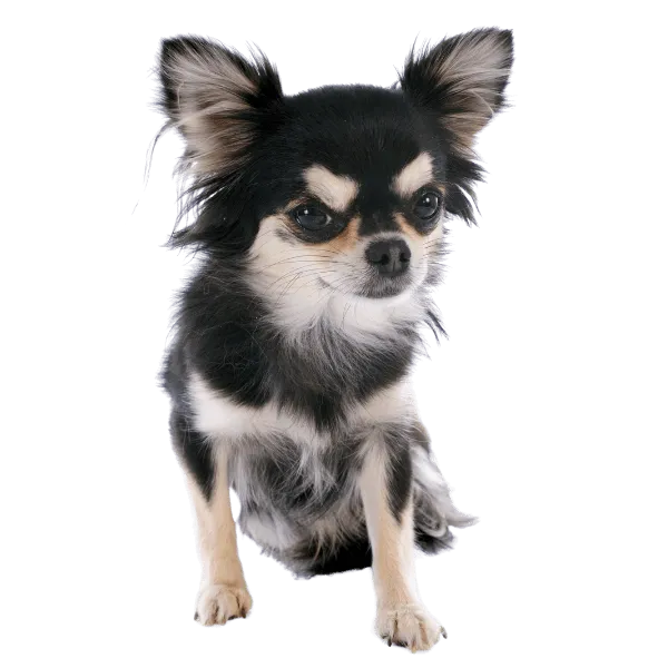 Img-RazasPapa-Dinastia-del-cachorro-Chihuahua