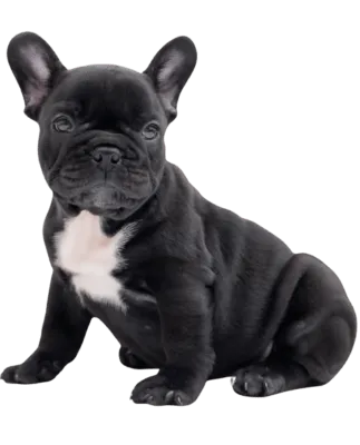 img-Venta-de-cachorros-Medellin-banner-1