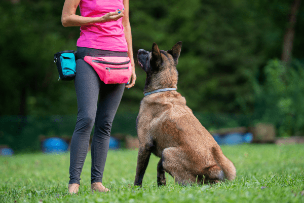 img-a-que-edad-se-puede-empezar-a-entrenar-un-perro