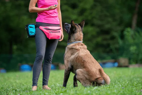¿A qué edad se puede empezar a entrenar un perro?