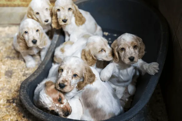 img-perro-cocker-spaniel-cachorro
