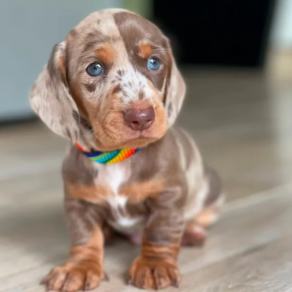 Criadero Teckel Choco Merle Colombia