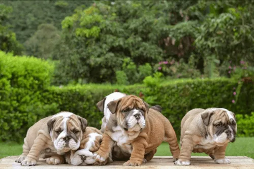 Img-Dinastia-del-Cachorro-Galeria-BulldogIngles_0001
