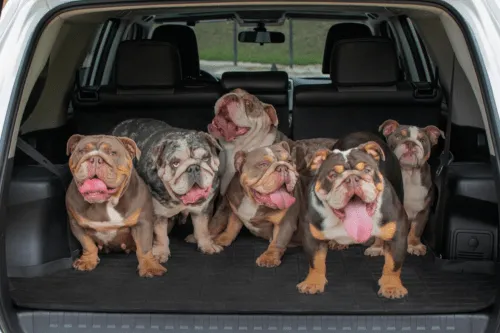 Img-Dinastia-del-Cachorro-Galeria-BulldogIngles_0003