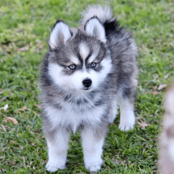 Img-Dinastia-del-Cachorro-Home-Razas-Pomsky
