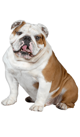 Img-Dinastia-del-Cachorro-RazaIndividual-Bulldog-Ingles