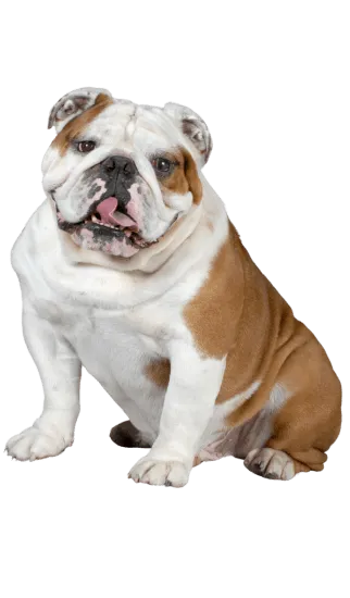 Img-Dinastia-del-Cachorro-RazaIndividual-Bulldog-Ingles