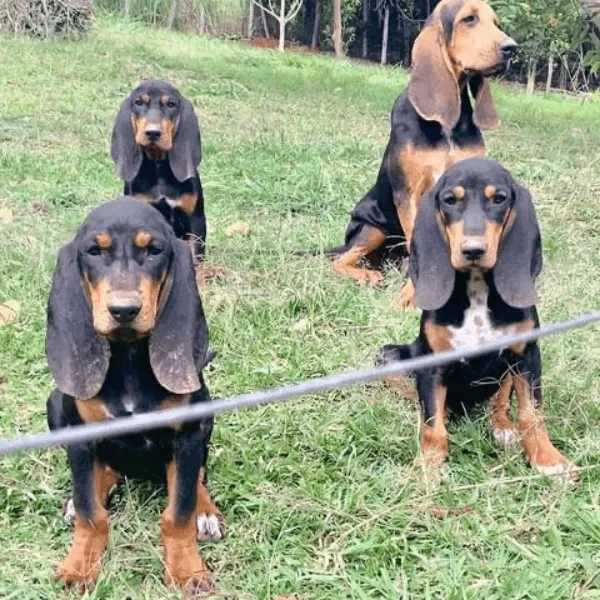 Img-Dinastia-del-Cachorro-RazaIndividual-Caracteristicas-Sabueso-Fino-Colombiano