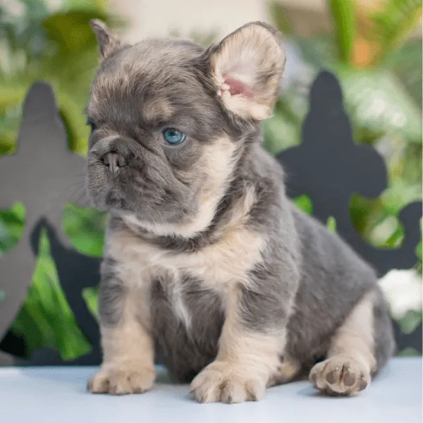 Img-Dinastia-del-Cachorro-RazaIndividual-Home-Bulldog-Frances-Fluffy