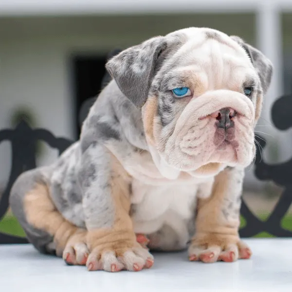 Img-Dinastia-del-Cachorro-RazaIndividual-Home-Bulldog-Ingles