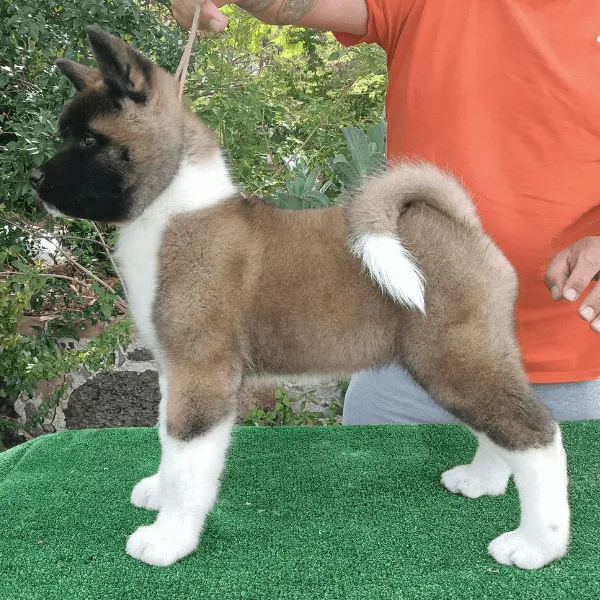 Img-Dinastia-del-Cachorro-RazaIndividual-Home-akita-americano