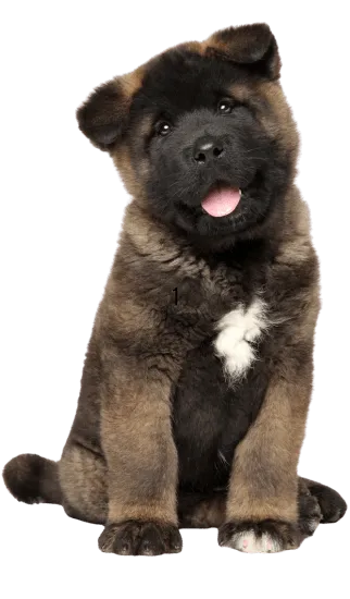 Img-Dinastia-del-Cachorro-RazaIndividual-akita-americano