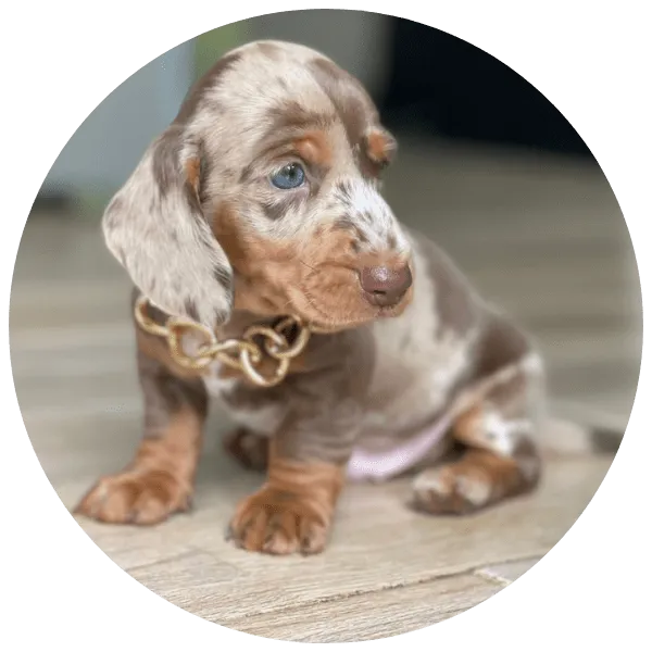 dinastia-cachorros-home-teckel