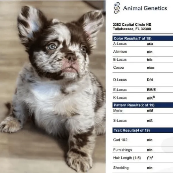 Img-Dinastia-del-Cachorro-RazaIndividual-Caracteristicas-Bulldog-Frances-Fluffy