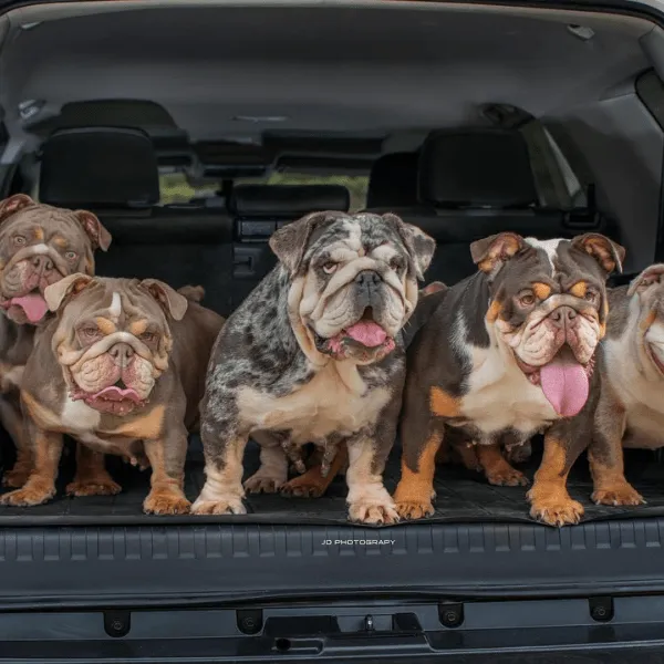 Img-Dinastia-del-Cachorro-RazaIndividual-Caracteristicas-Bulldog-Ingles