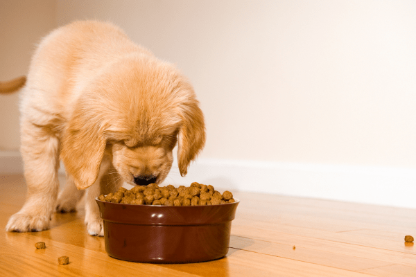 img-Cuántas-veces-al-dia-debe-comer-un-cachorro-2