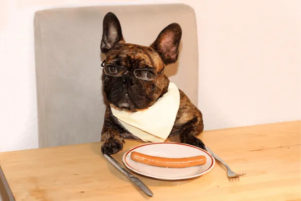 img-Cuántas-veces-al-dia-debe-comer-un-cachorro