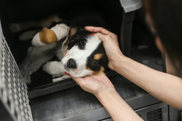 img-parvovirosis-en-perros-01