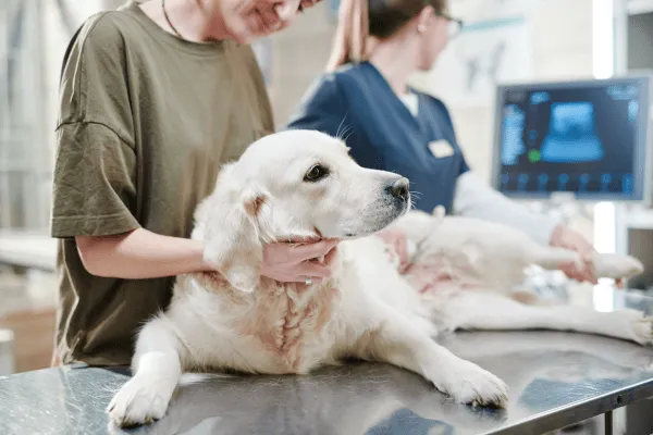 img-parvovirosis-en-perros-02