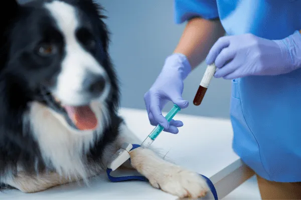 img-parvovirosis-en-perros-4