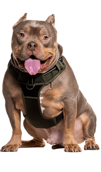 Dinastia-del-Cachorro-RazaIndividual-american-bully-colombia