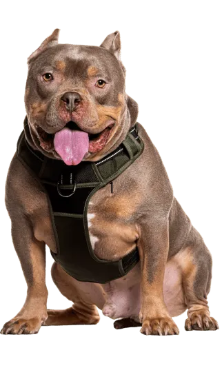 Dinastia-del-Cachorro-RazaIndividual-american-bully-colombia