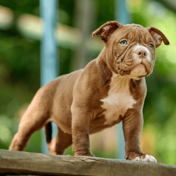 Img-Dinastia-del-Cachorro-RazaIndividual-Home-american-bully-colombia