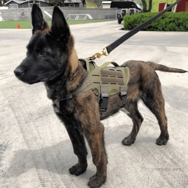Pastor Belga Malinois en Medellín