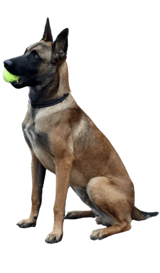 mg-Dinastia-del-Cachorro-RazaIndividual-pastor-belga-malinois