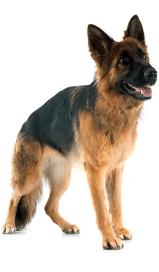 Pastor Alemán en Bogotá