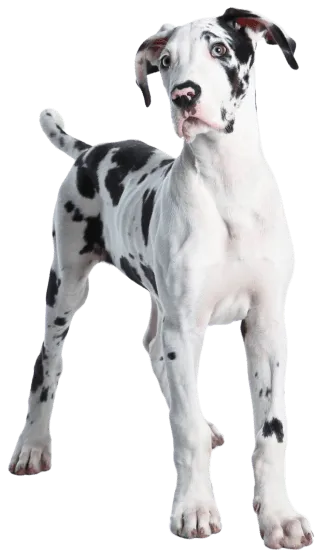 Dinastia-del-Cachorro-RazaIndividual-perro-gran-danes-cachorro