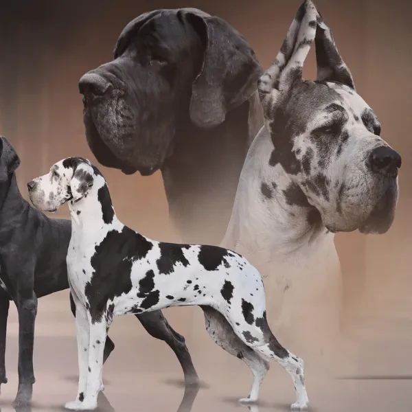 Img-Dinastia-del-Cachorro-RazaIndividual-Caracteristicas-perro-gran-danes