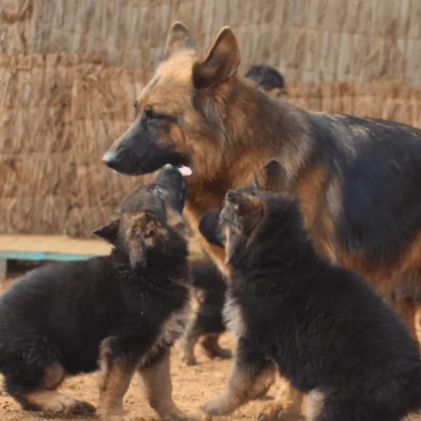 Pastor Alemán en Bogotá