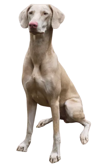 Dóberman Albino Colombia