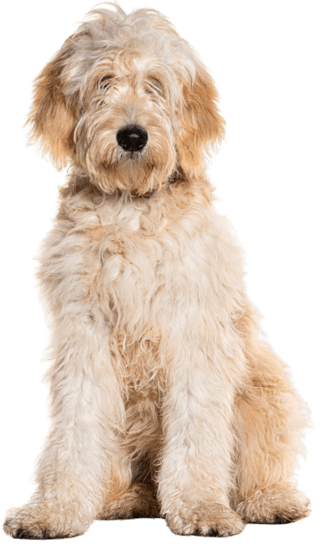 golden doodle colombia