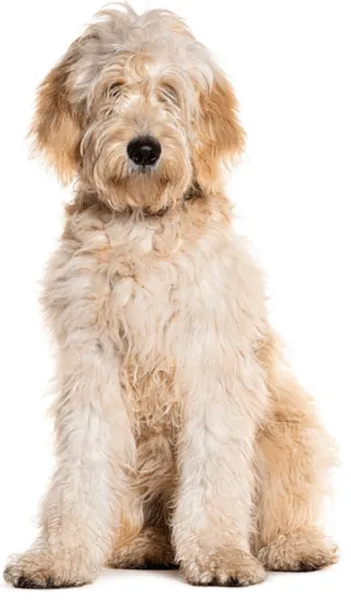 Goldendoodle Colombia