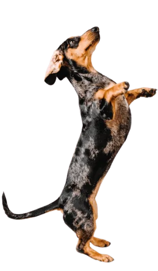 teckel arlequin colombia