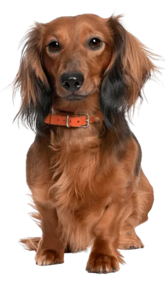 Teckel pelo largo Colombia