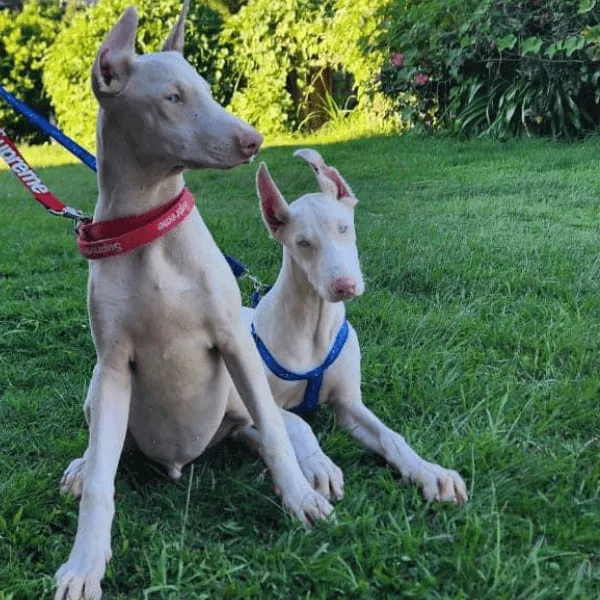Dóberman Albino o Blanco Colombia