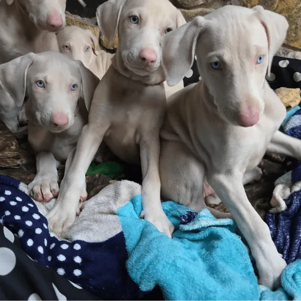 Dóberman Albino o Blanco Colombia