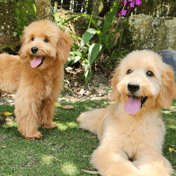 golden doodle colombia