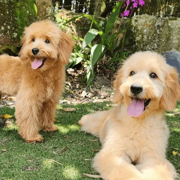 Goldendoodle Colombia
