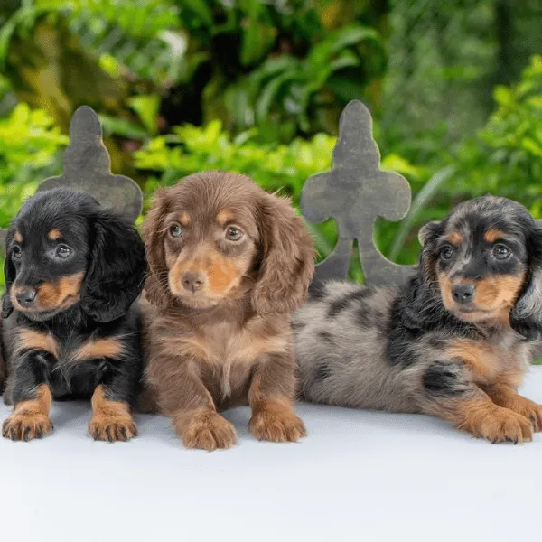 Teckel pelo largo Colombia