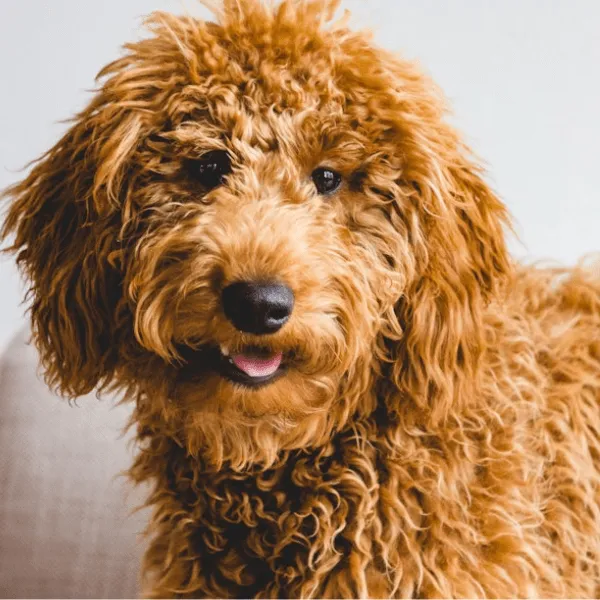 Goldendoodle Colombia