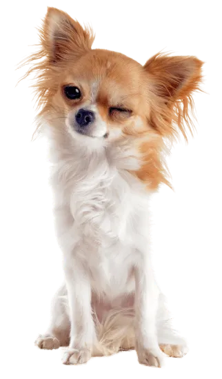 Chihuahua Medellín Colombia