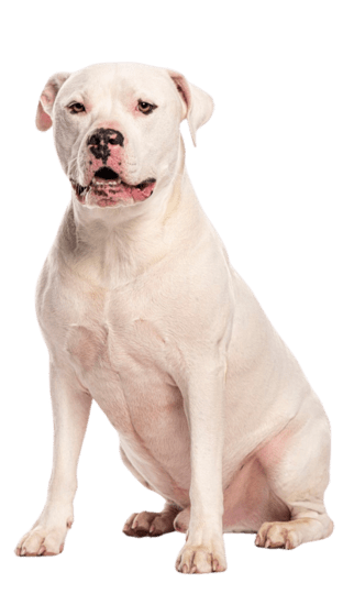 Dogo Argentino Colombia